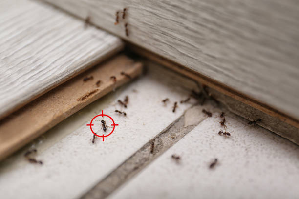 Wildlife Control Services in Danbury, CT