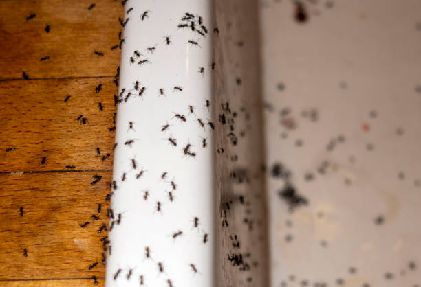 Best Commercial Pest Control Services  in Danbury, CT